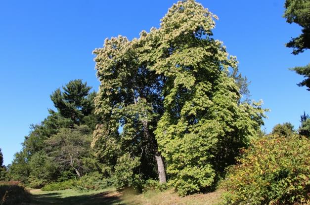 酸木植物解析：自然屬性、分布與價值應用