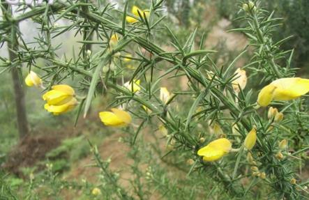 <b>荊豆是什么植物，可以作為花卉植物養(yǎng)殖嗎？</b>