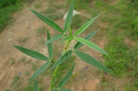 圭亞那筆花豆是入侵植物嗎，有什么危害和價值