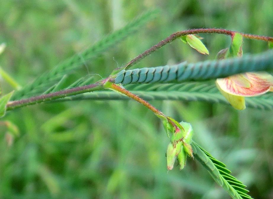 敏感合萌：植物界的“害羞”精靈及其多重價值