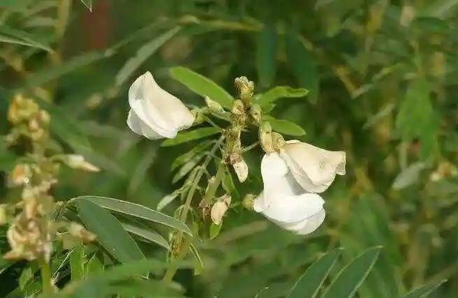 白灰毛豆-飼料新選擇，綠肥好幫手