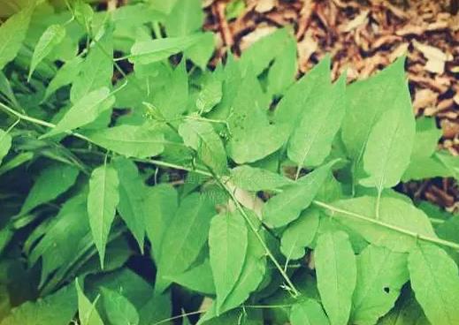 須藤草（雞矢藤/雞屎藤）：別名探秘與藥用價值解析