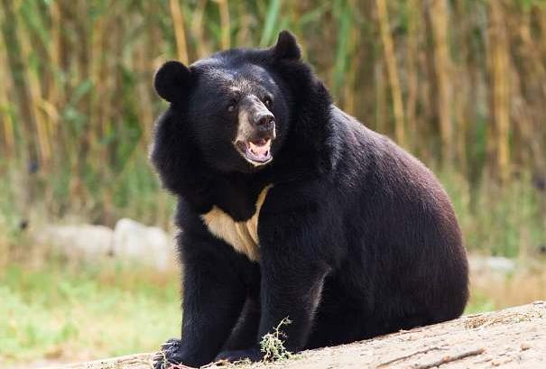 北極熊和大黑熊是一種類動物嗎？