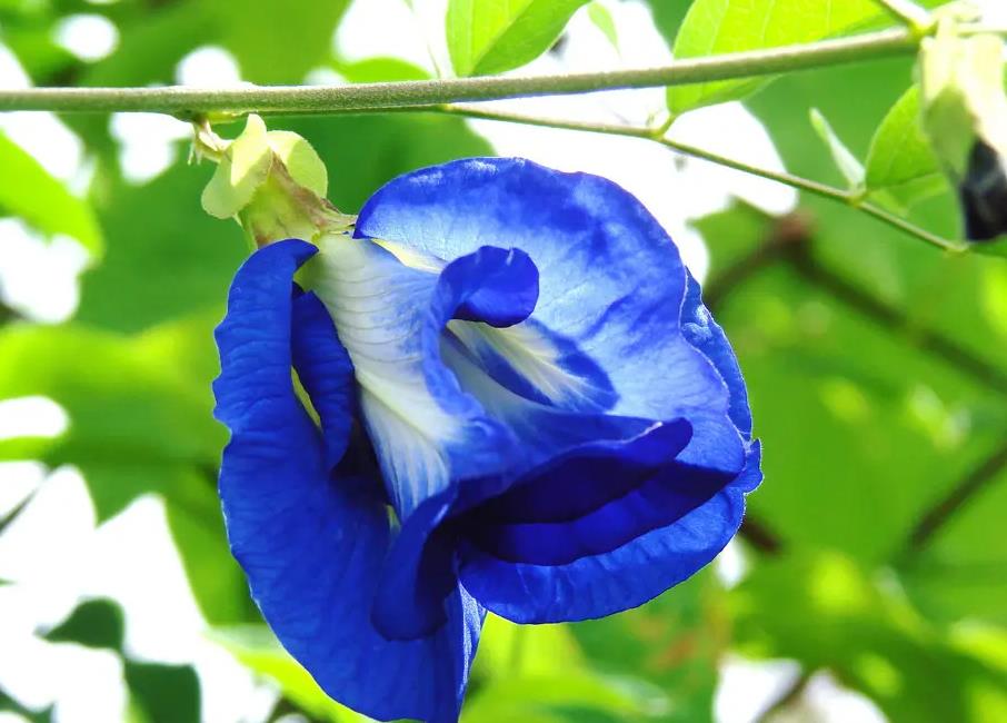 蝶豆花什么時候開花，庭院怎么種植？