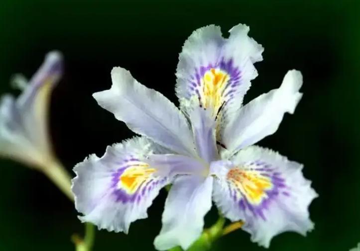 蝴蝶花長什么樣子，適合室內養殖嗎？