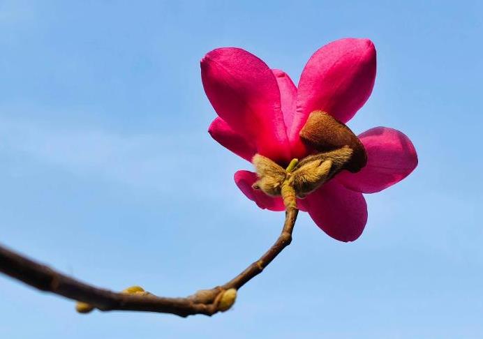 紅霞玉蘭花有什么特點，庭院怎么種植養護？