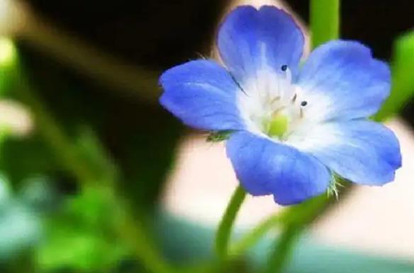 粉蝶花長什么樣子，生長養殖環境和條件要求是什么？