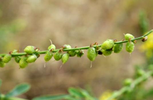 <b>印度草木犀是入侵植物嗎，有什么危害和價(jià)值？</b>