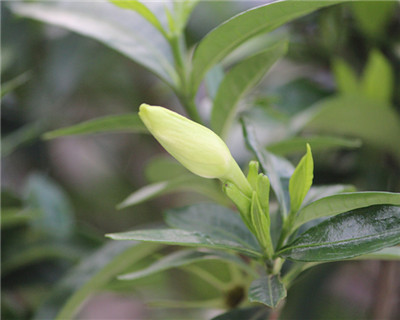 梔子花冬天怎么澆水，澆水掌握不好會導致根部