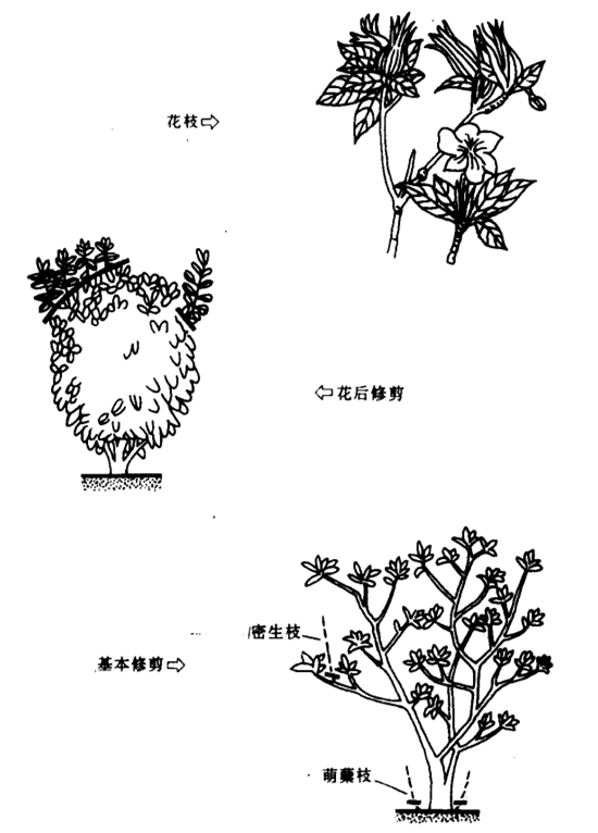 梔子花修剪圖片