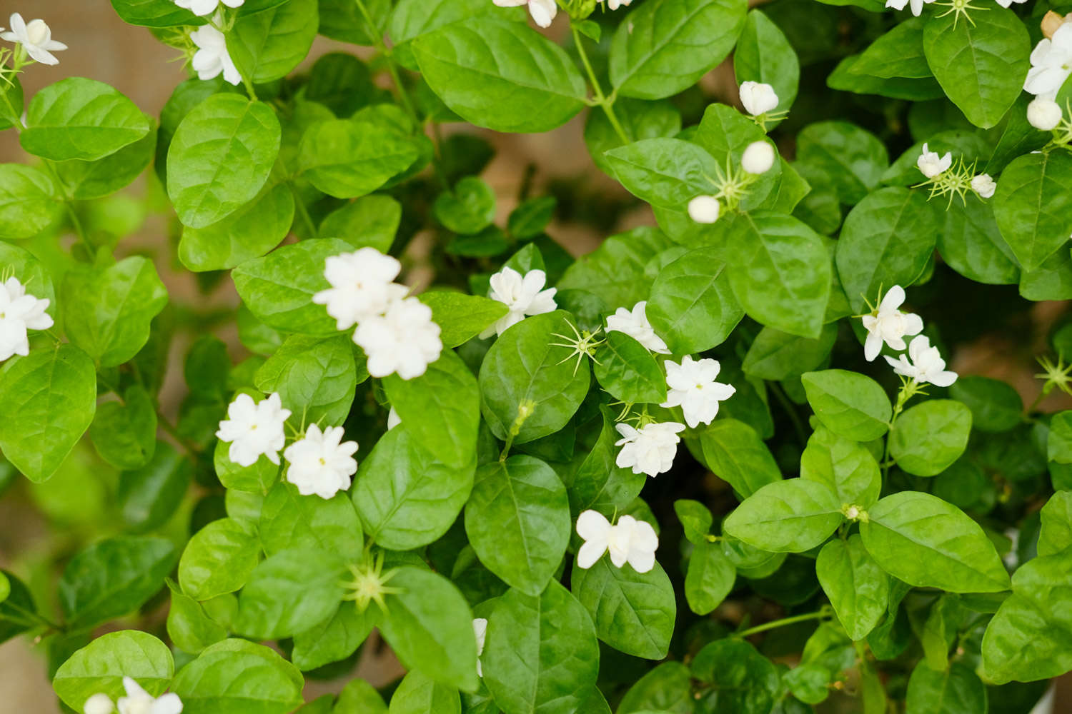 盆栽茉莉花的養(yǎng)護(hù)方法