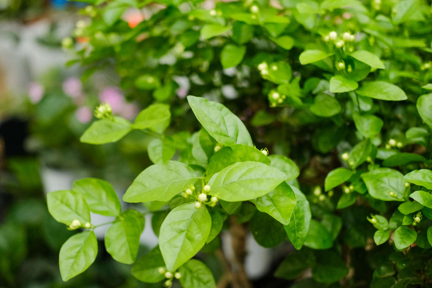 茉莉花掉葉子怎么辦