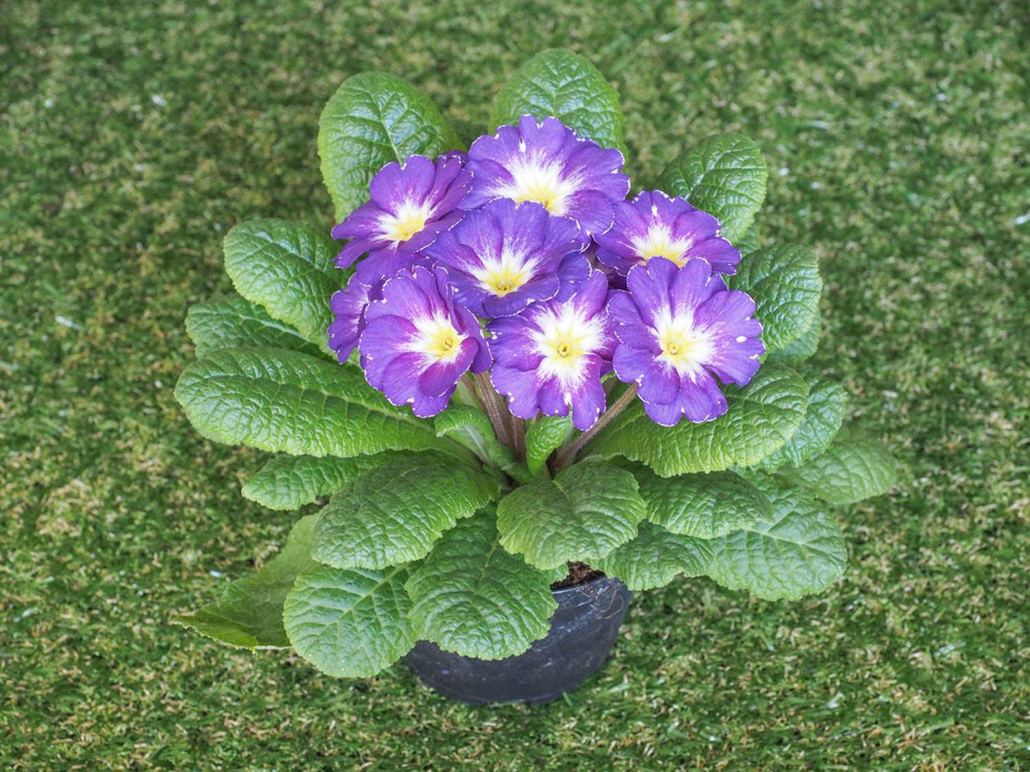 怎樣控制報春花的花期