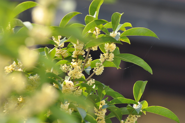 桂花樹(shù)移栽后葉子枯萎，因?yàn)橹仓隂](méi)有適應(yīng)新環(huán)境