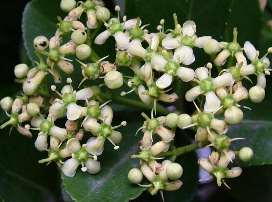 萬年青開花嗎，萬年青栽培三年開花