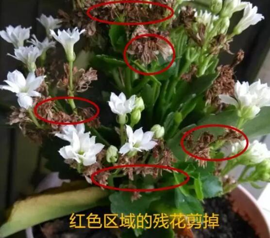 長壽花怎么修剪，長壽花修剪方法