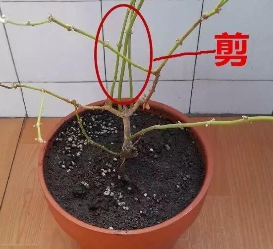 長壽花怎么修剪，長壽花修剪方法