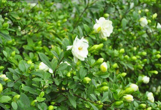 梔子花怎么養，梔子花養殖方法