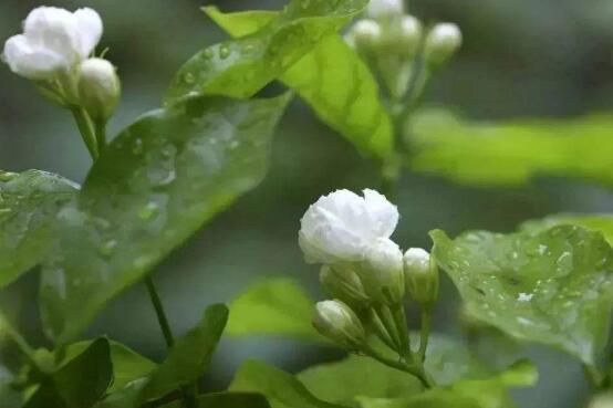 茉莉花怎么養，茉莉花養殖方法