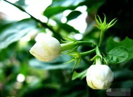 茉莉花的功效與作用，茉莉花八大功效與作用