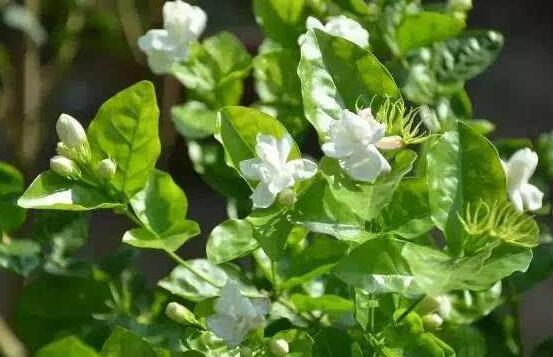 茉莉花什么時候開花，茉莉花一年可開三次花