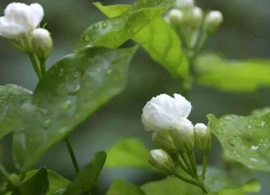 茉莉花什么時候開花，茉莉花一年可開三次花