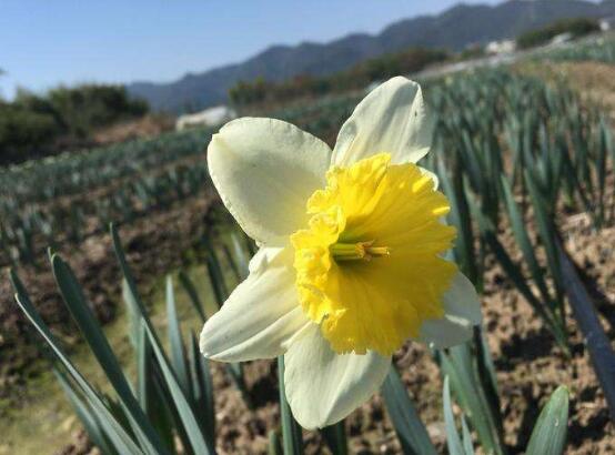 水仙花花語是什么，象征著純潔和吉祥