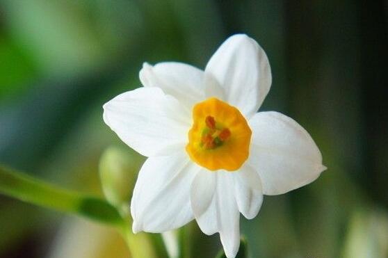 水仙花爛根怎么辦，水仙花爛根解決辦法