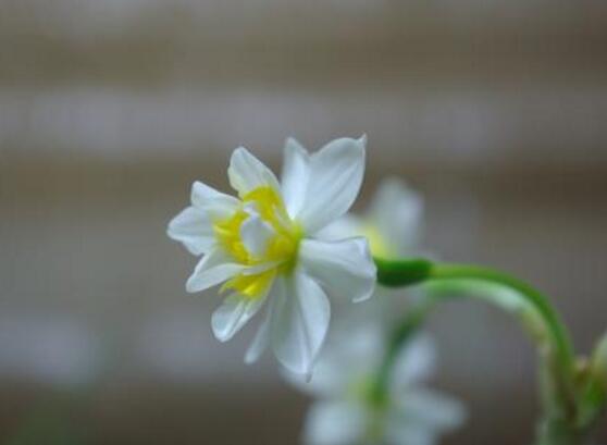 水仙花的功效與作用，水仙花六大功效與作用