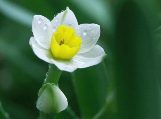 水仙花什么時候開花，水仙花花期在冬季