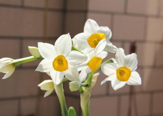 水仙花什么時候開花，水仙花花期在冬季