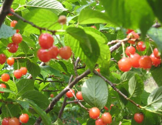 紅豆杉掉葉子是什么原因，六大辦法恢復茂盛