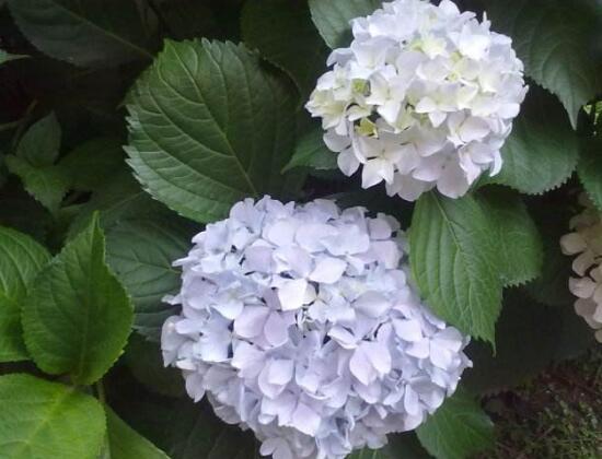 繡球花什么時(shí)候開花，繡球花一年開幾次花