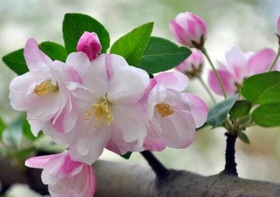 家里為什么不能海棠花，家里養海棠花不吉利