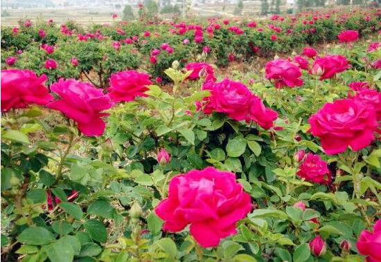 玫瑰花什么時候開花，玫瑰開花在每年初夏期間