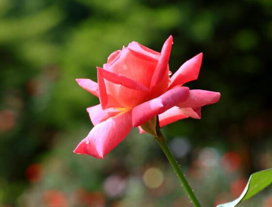 玫瑰花什么時候開花，玫瑰開花在每年初夏期間