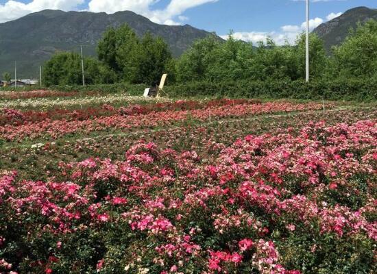 玫瑰花的花語是什么，玫瑰花象征著美麗的愛情