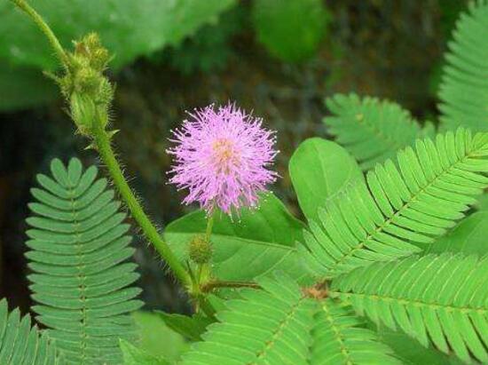 含羞草會(huì)開(kāi)花嗎，含羞草什么時(shí)候開(kāi)花