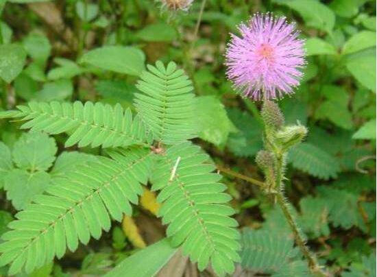 含羞草會(huì)開(kāi)花嗎，含羞草什么時(shí)候開(kāi)花