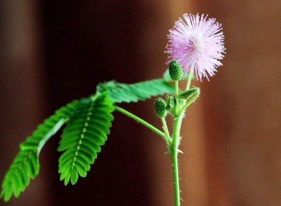 含羞草會(huì)開(kāi)花嗎，含羞草什么時(shí)候開(kāi)花