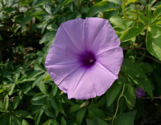 牽牛花有毒嗎，牽牛花可以在室內養嗎