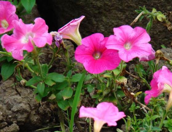 牽牛花怎么澆水，牽牛花澆水方法