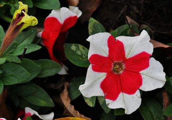 牽牛花怎么修剪，牽牛花修剪方法