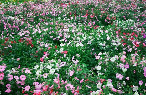 牽牛花怎么修剪，牽牛花修剪方法