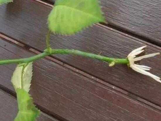 月季花可以水培嗎，月季花水培生根的方法