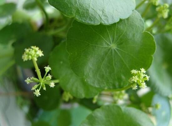 銅錢草什么時候開花，銅錢草花期多長時間（四個月）