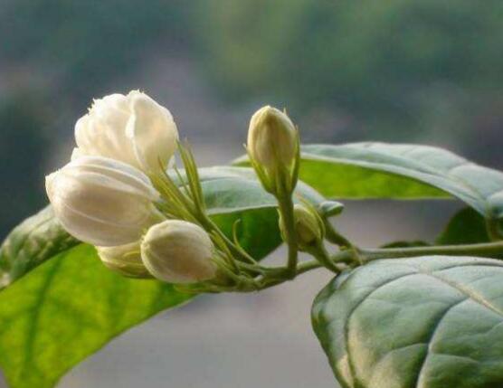 茉莉花爛根怎么救，茉莉花爛根解救辦法