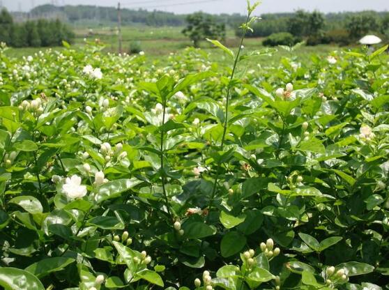 茉莉花花期多久，茉莉花花期長達半年(5-10月)