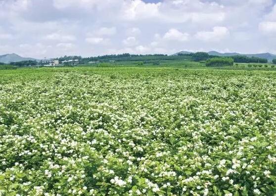 茉莉花花期多久，茉莉花花期長達半年(5-10月)