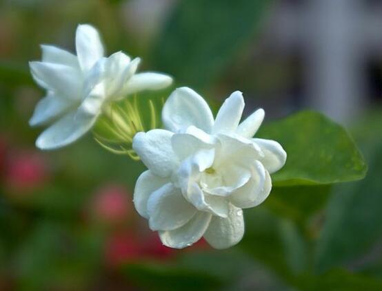 茉莉花品種，茉莉花最受歡迎八大品種